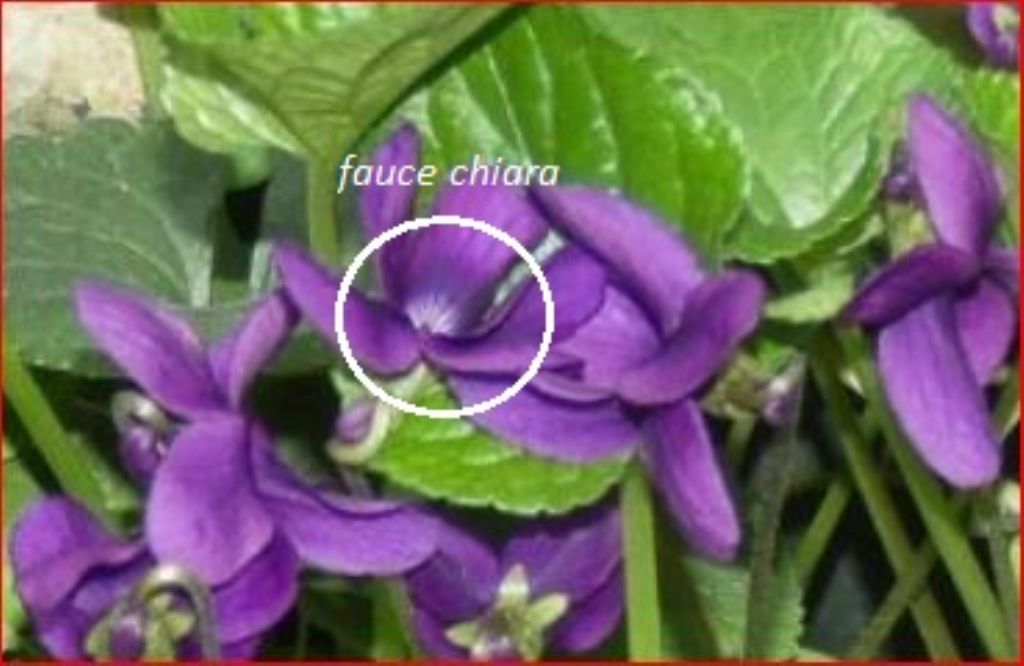 Ancora le Viole sul balcone:   Viola odorata (forma ibrida?)